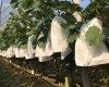 VẢI KHÔNG DỆT TRONG NÔNG NGHIỆP - AGRICULTURE  non-woven fabric 